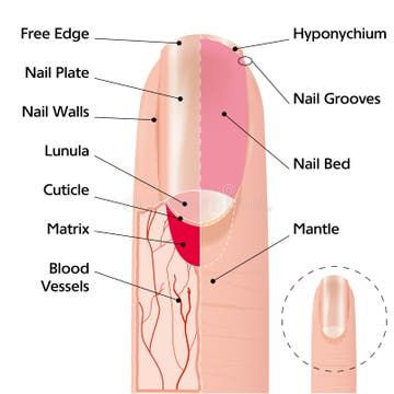 Nail Anatomy Course in Lahore